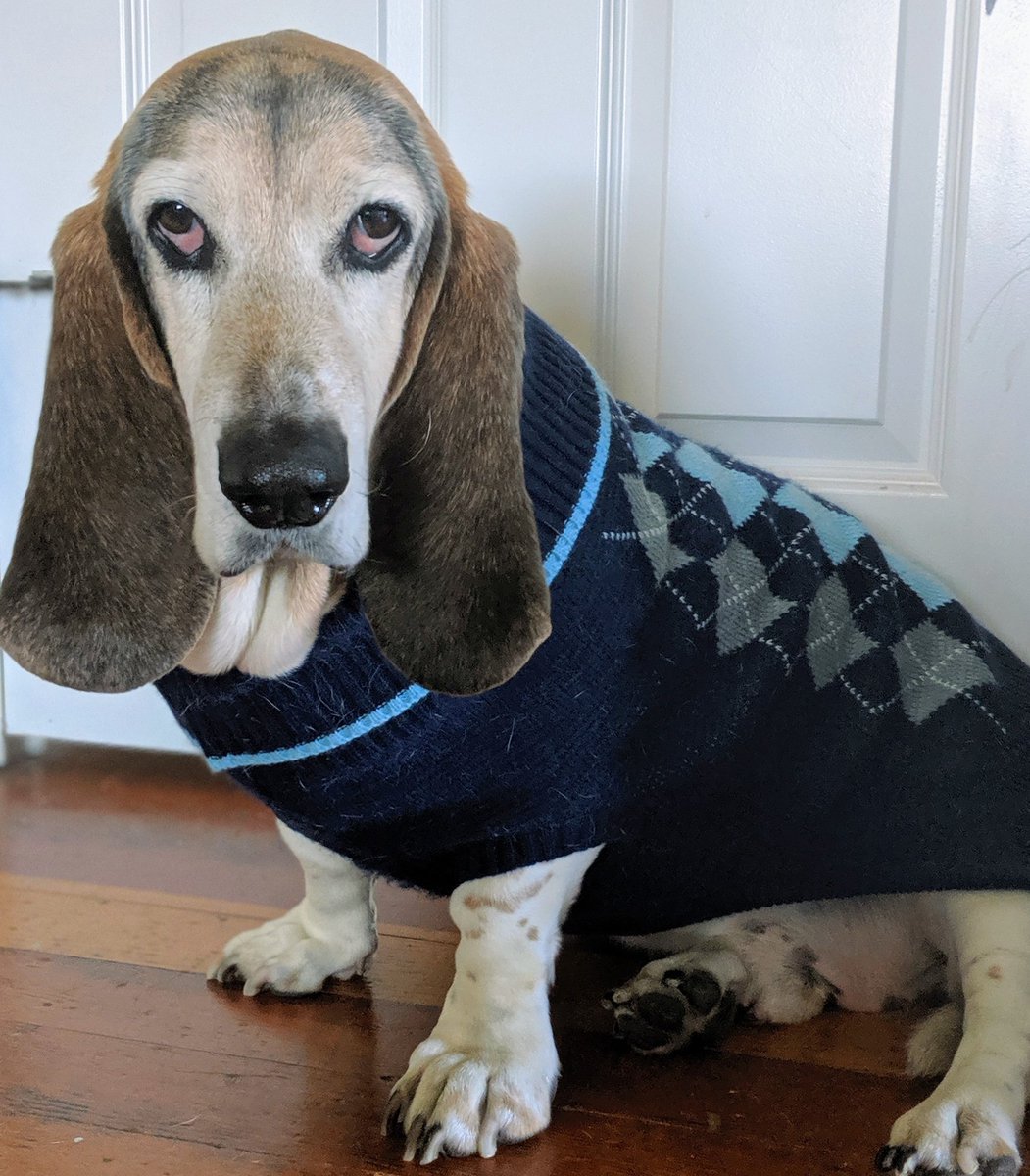 NHSOsseo's tweet photo. Like all hound dogs, Sherlock likes the blues! 💙 Send your Spirit Week Color Block Day pics to Ms. Egerman and @ChandlerKluver! 🖍️🎨@oshorioles #oshvirtualspirit https://t.co/PstMEqgirv