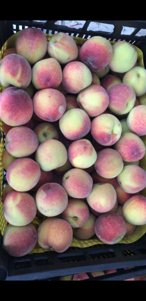 AkpaTurkey's tweet photo. Stone Fruits are ready to be exported from Turkey all over the world.
Sweet and juicy Peach, Nectarine and Cherry time.
MOQ by air cargo 1 ton 
MOQ by truck 1 container (positions can be mixed)
Do not hesitate to request for any information. Order today! https://t.co/WGG959ZAr9
