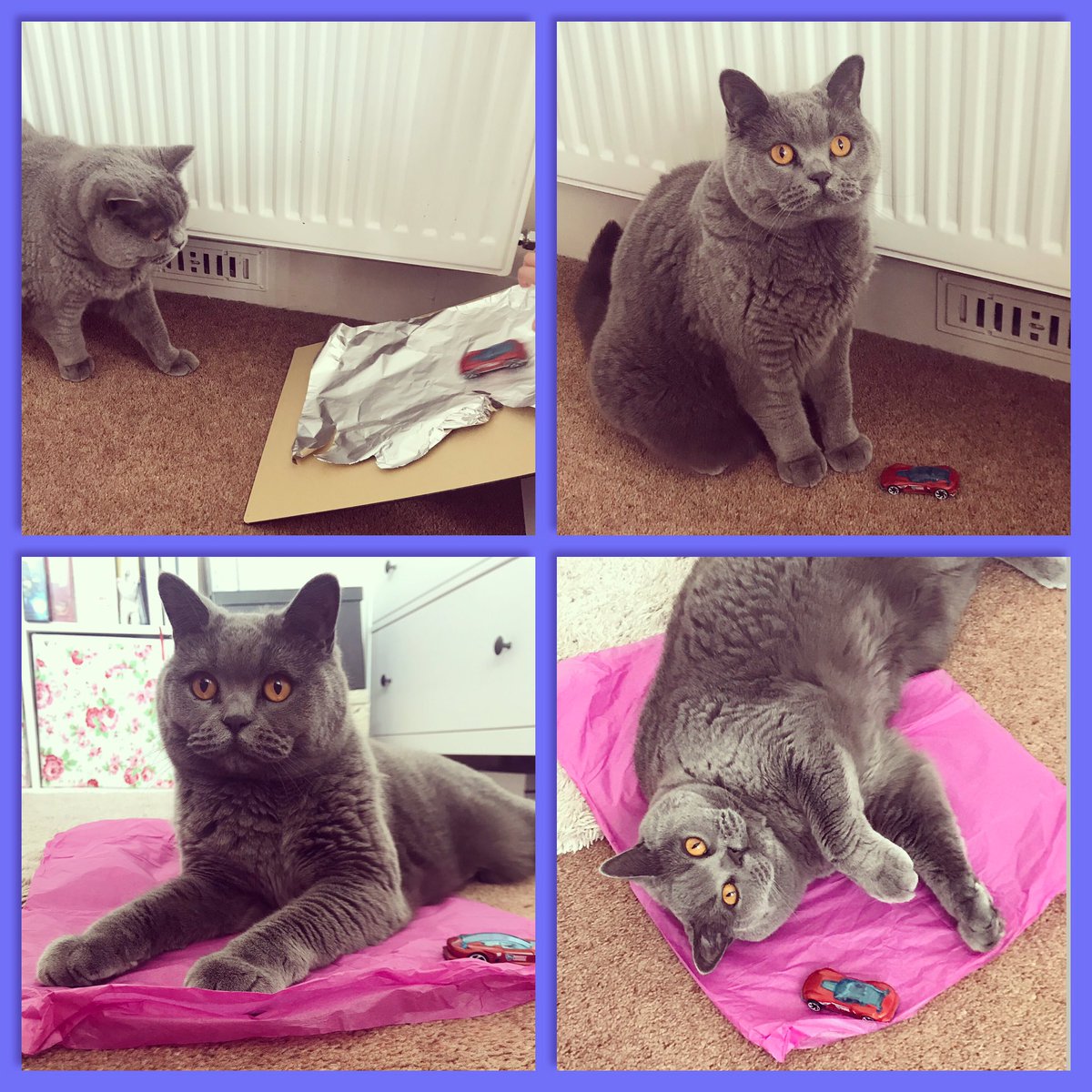 rhiantilley's tweet photo. So it appears I have now gained a Teaching Assistant as we continue to home school!! Loving helping with our science experiment on friction today... I say helping... but 😂😻💙 https://t.co/gIRq5IoMB7