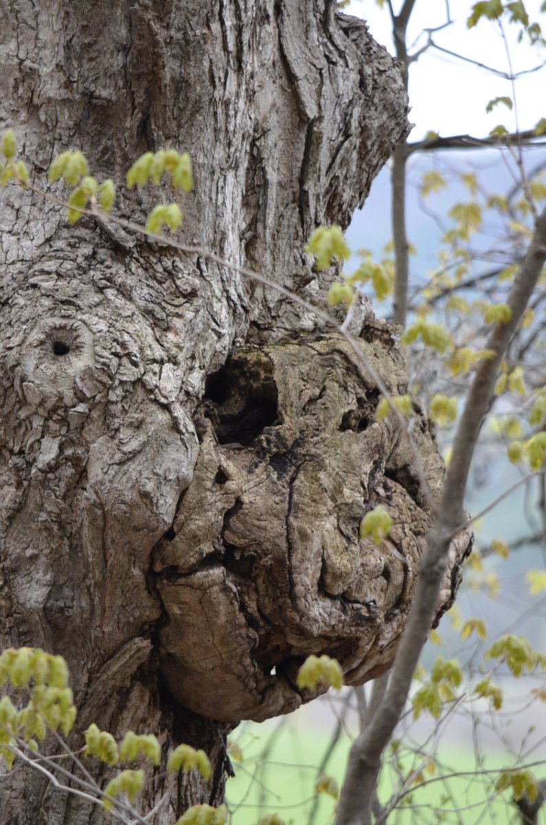 KathrynYantz's tweet photo. Took this shot yesterday thinking of you @LesSmit56537437 and your amazing woodworking visions. I hope you are having a blessed day Sir! ππβοΈππ #nature #naturelovers #NaturePhotography #treeswithfaces #outdoors #beautiful #trees https://t.co/8wIGj9TwiC