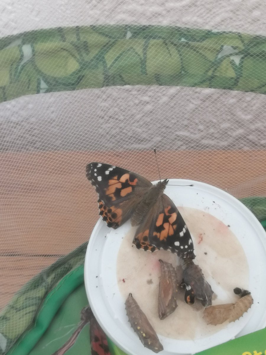 Our butterflies are starting to emerge Joseph and Luis are so excited to watch them 🦋 
<a href="/spcjliverpool/">St Paul's Juniors</a>