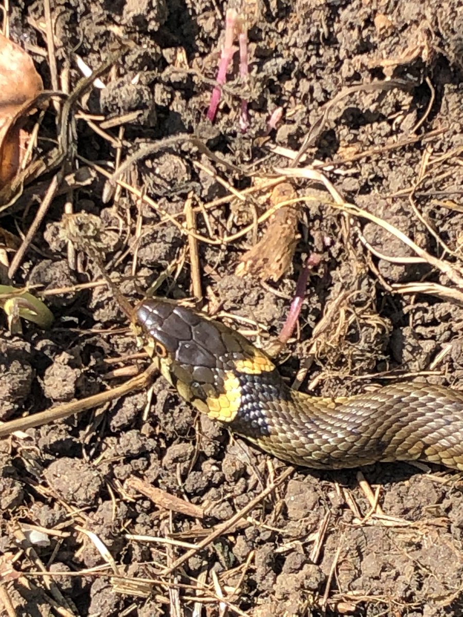 StaffyMick's tweet photo. Reptiles in Havering parks!! Please be respectful if you see them, YOU are in their habitat. Watch, enjoy but do NOT disturb. In these times enjoy nature at its best. https://t.co/1JtwkRcPYz