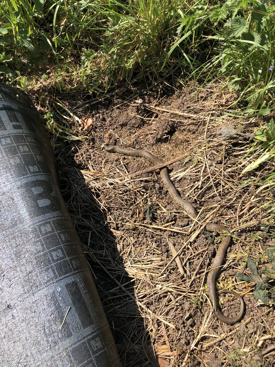 Reptiles in Havering parks!! Please be respectful if you see them, YOU are in their habitat. Watch, enjoy but do NOT disturb. In these times enjoy nature at its best.