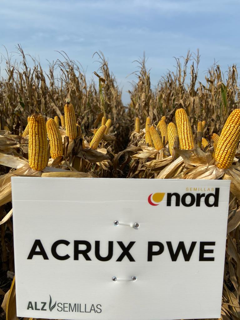 EmanuelRRanda's tweet photo. Desde @ALZ_Agro tenemos #ACRUX híbrido de altísimo potencial de rinde con los eventos biotecnológicos más novedosos del mercado #POWERCOREENLIST y #POWERCOREULTRA. https://t.co/yUuTs5lwpH