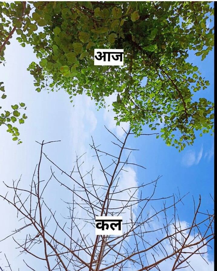 यही संभलने का समय है 
पेड बचाए,  संसार बचाए 
.
.
.
#rajsamandblog
#udaipur 
#savetress 
#savetrees🌴 
#photography 
#picoftheday 
#photoartwork 
#photographer 
#clickindiaclick 
#bestclick 
#udaipur 
#nathdwara 
#apnarajsamand 
#myrajasthan 
#naturephotography #nature