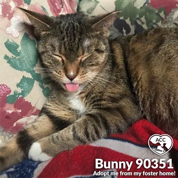 NYCACC's tweet photo. Bunny is a little shy at first but once she gets comfortable, enjoys lovey pets &amp; attention. She gets along well with other cats, is not bothered by their presence, &amp; even tolerates an adorable kitten who can be quite persistent!
adopt@nycacc.org
 https://t.co/Gr49cTBxAO
#nycacc https://t.co/kt9mtlDF4b