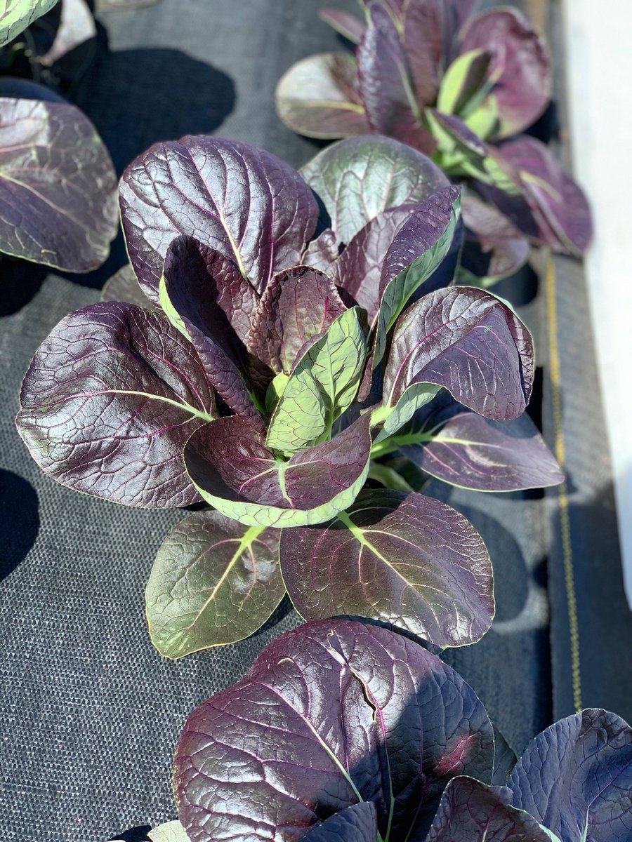 We just received our order of purple bok choy for this Saturday’s sandwich! 
• Reminder, preorders only!
• The sandwich: our ramp biscuit, <a href="/fischerfarmsin/">Fischer Farms</a> Canadian bacon, white cheddar gravy, egg, <a href="/heirloomacres/">Thom Kirk</a> purple bok choy.  
• order yours before Thursday night!