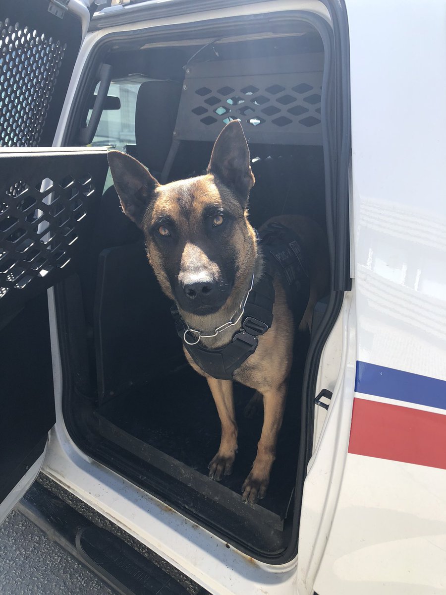 TPSK9's tweet photo. PSD Loki &amp; Sgt Quinn along w members of @TPS32Div arrest male after fleeing from a break &amp; enter in the Bathurst/Wilson area this morning #K9 #Teamwork #PoliceWeek2020 https://t.co/p7B4amB9Yy