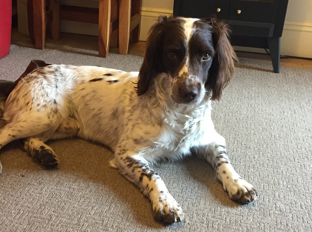 gelert01's tweet photo. #PEMBA #MISSINGDOG #Carnedd #Daffydd #Carnedd #Llewellyn #LL57 nr #OldGerlanFarm
#PEMBA HAS has a Distinctive white stripe over the bridge of his snout through his eyes & very spotty over his body
#scanthatchip #pettheftawareness #DoNotForgetme
@veryluckypugs @NorthantsLost https://t.co/ngwWMk4ZGQ
