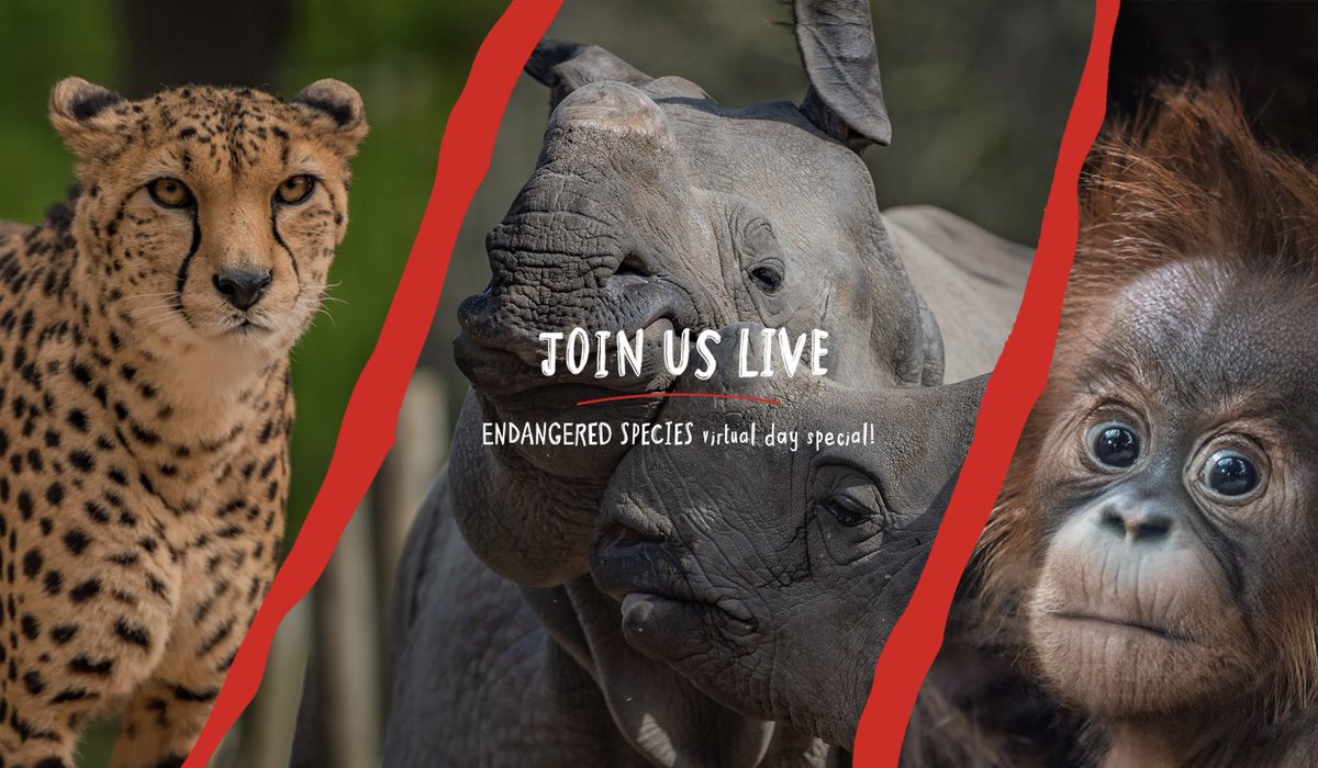 🏡 Experience #TheZoo... LIVE from your living room! 

🎥 A Virtual Day at Chester Zoo 6... #EndangeredSpeciesDay SPECIAL! 

🗓 Fri 15 May 

⏰ ‘Gates’ open at 10:00 on @Facebook &amp; <a href="/YouTube/">YouTube</a>

🔦 Putting a spotlight on some of the world’s rarest animals

🙋‍♀️ Will you be tuning in?