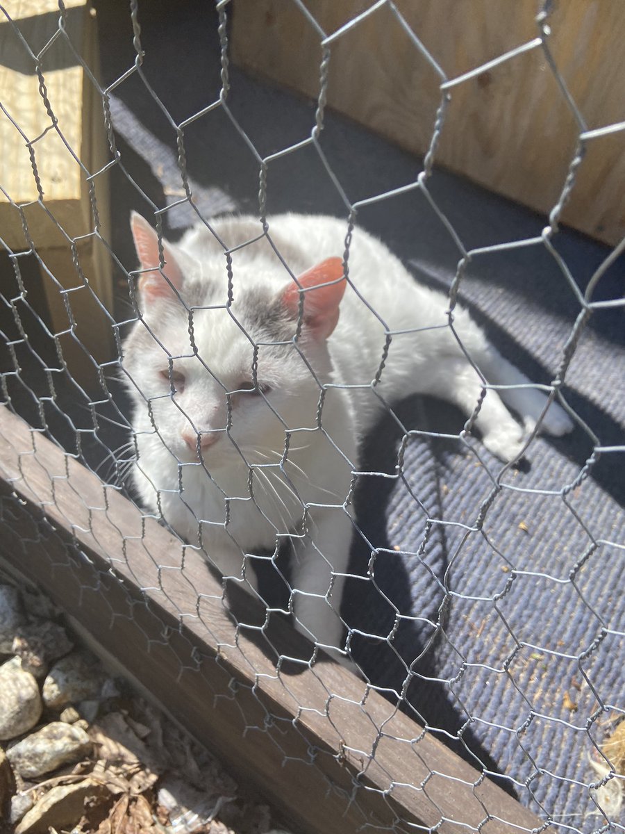 ForeverATable's tweet image. One of my big boys is enjoying the sun out in our catio.