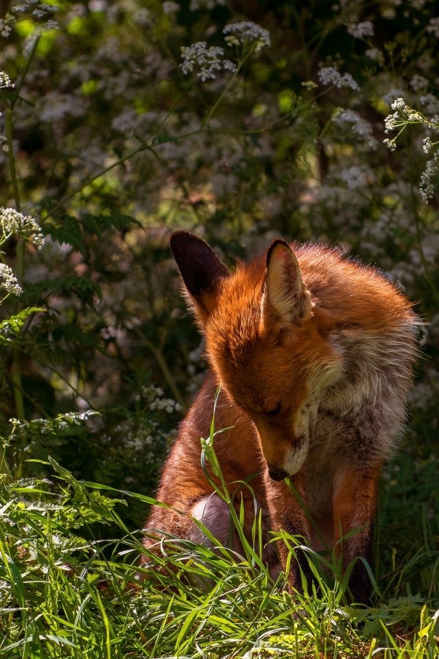 zotova_angel33's tweet image. 🌺