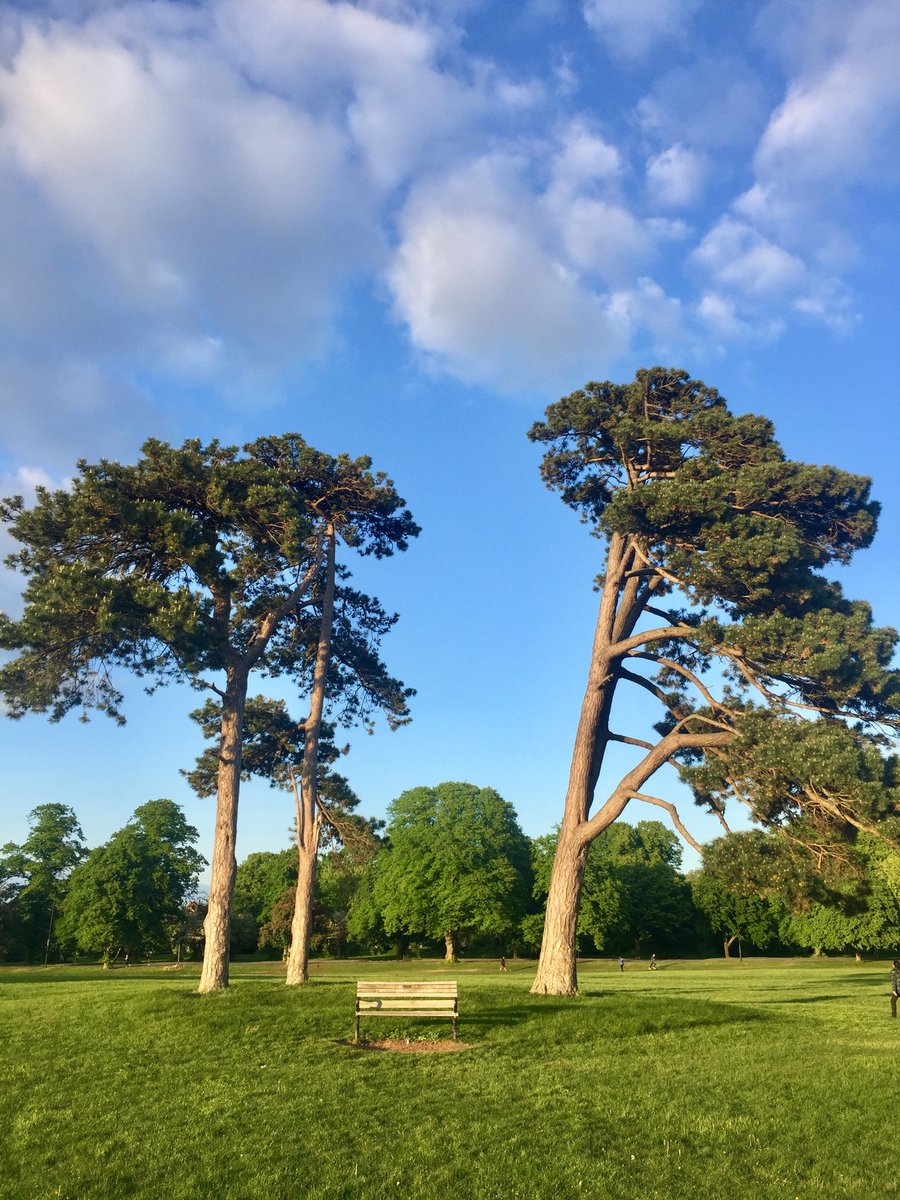 Three remaining pine trees of “seven sisters” in Durdham Downs, Bristol