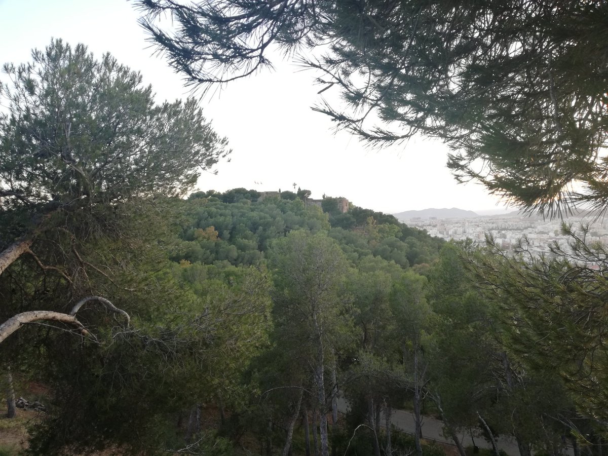 ChusHeredia's tweet photo. Estas instantáneas #sinfiltros son de hoy, desde la misma cima de #Gibralfaro #Sancha tras venir de #MonteVictoria #Seminario. #Málaga ofrece naturaleza montañosa casi en pleno centro. Una maravilla. Estos días me brindan buenas kilometradas de #marcha. https://t.co/nvohYTdesI