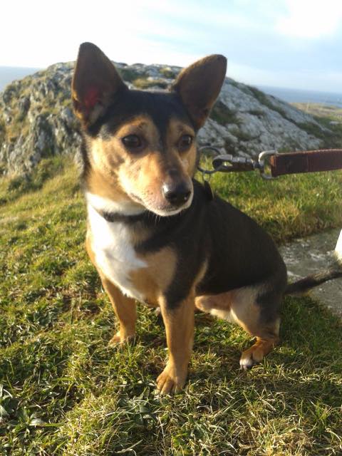gelert01's tweet photo. #IDWAL #MISSINGDOG  01/01/2018 #Llanfaethlu #Anglesey #NorthWales 

Where is #IDWAL? Lle ma #IDWAL? #scanthatchip #pettheftawareness #DoNotForgetme  

@AngleseyScMedia @rosiedoc666 @MissingPetsGB @veryluckypugs @RachaelB100 @ChrstinaKelly @Lorrain90964806 @bs2510 @beautys_legacy https://t.co/gL66eg73wr