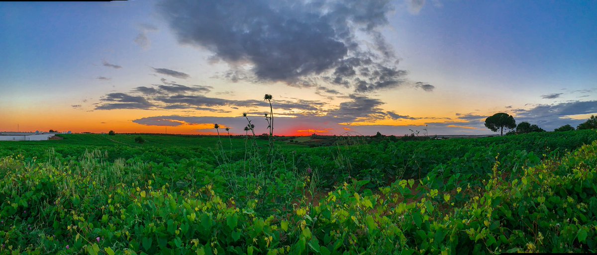 Atardecer en Bollullos Par del Condado <a href="/Meteohuelva/">MeteoHuelva.es</a>