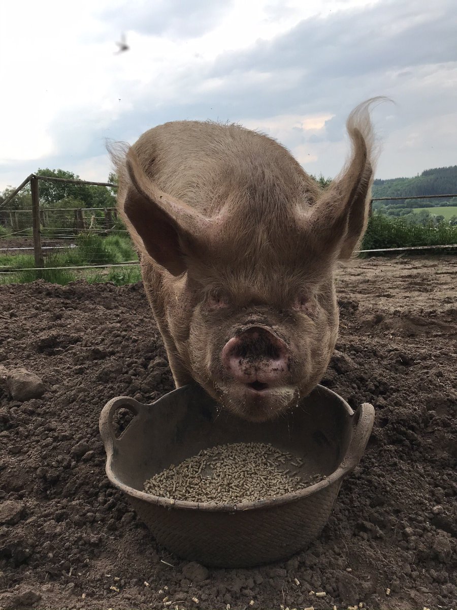 bubbamummy's tweet photo. #DailyPig Blanche #RBST #MiddleWhite #Silk https://t.co/WnZZtJ9hov