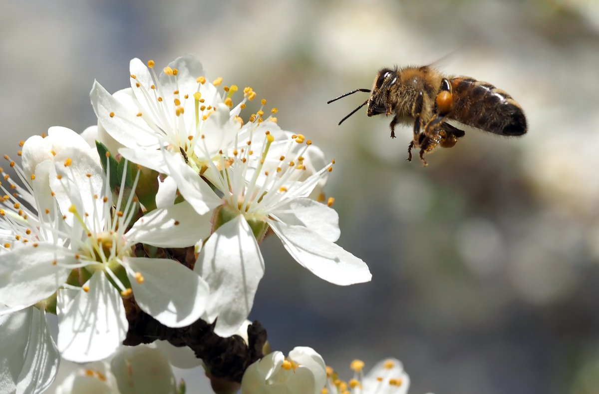TurfMutt's tweet photo. TurfMutt Tuesday prize reminder! Our backyards are part of the connected ecosystem that pollinators - birds, butterflies, bees, other insects, and bats - rely on for food and shelter. What pollinators are you seeing in your backyard? #TurfMuttTuesday #Pollinators https://t.co/LzYNHpMGhC