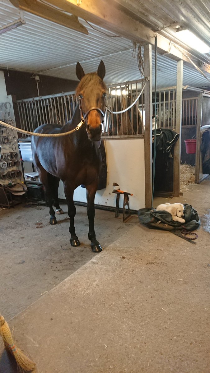 aurelllaursen's tweet photo. Härligt Mily! Stort grattis @StallBergh Tack för förtroendet att ha henne i vintras. https://t.co/HgZsJd21WO