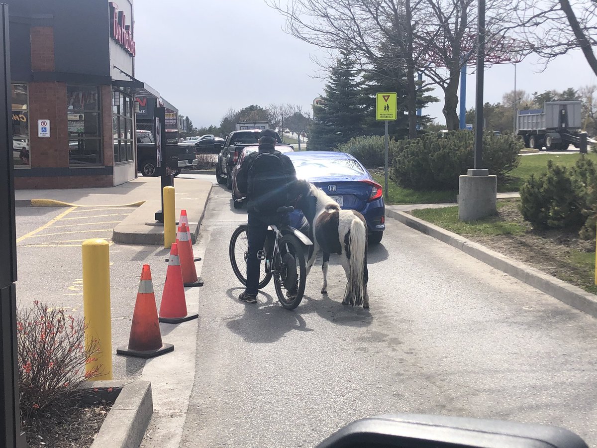 quadcopper's tweet image. It’s not everyday you see someone walking a pony through the drive thru @TimHortons
