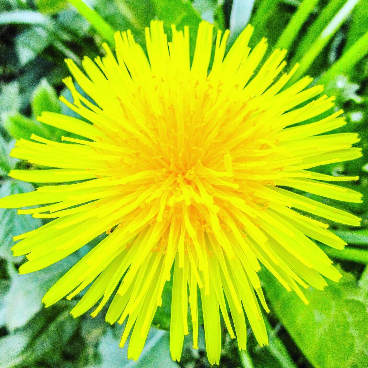 Stevo121979's tweet photo. Dandelion close ups #dandelions #closeup #closeupphotography #macrophotography #macro #nature #naturephotography #naturephotographer #flowers #flowerphotography #yellowflowers #yellow #photosoftheday #canon #canonphotography #hdr #hdrfilter #hdrphotography https://t.co/7mfjYcs64n