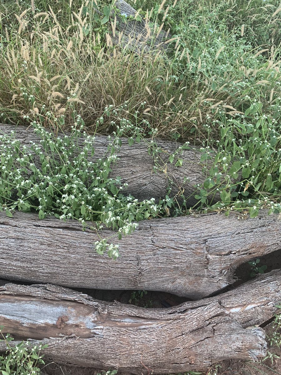 suelysilvas's tweet photo. Arte de fotografar.
A natureza pós ação humana.
@yawd #fotografia #natureza #fotos2020 #artedefotografar https://t.co/yc8cKuagPa