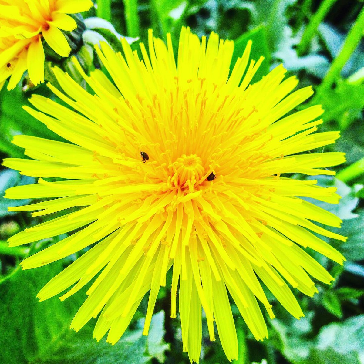 Stevo121979's tweet photo. Dandelion close ups #dandelions #closeup #closeupphotography #macrophotography #macro #nature #naturephotography #naturephotographer #flowers #flowerphotography #yellowflowers #yellow #photosoftheday #canon #canonphotography #hdr #hdrfilter #hdrphotography https://t.co/7mfjYcs64n