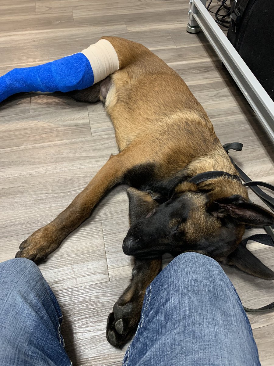 K9Zeke's tweet photo. Last Friday I was going to start Furmissle Friday’s, unfortunately Zeke in a freak accident jumped for a ball and fractured his tibia. Surgeon is hopeful that in 4 to 6 weeks he will be back to 100%. Thanks to @mustang_brit for some treats to help boost his spirits!! https://t.co/g5VHeKnTfA