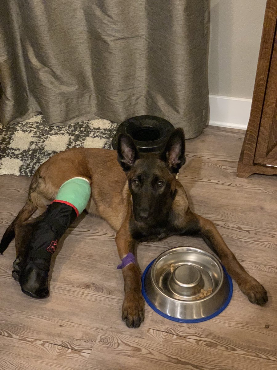 K9Zeke's tweet photo. Last Friday I was going to start Furmissle Friday’s, unfortunately Zeke in a freak accident jumped for a ball and fractured his tibia. Surgeon is hopeful that in 4 to 6 weeks he will be back to 100%. Thanks to @mustang_brit for some treats to help boost his spirits!! https://t.co/g5VHeKnTfA