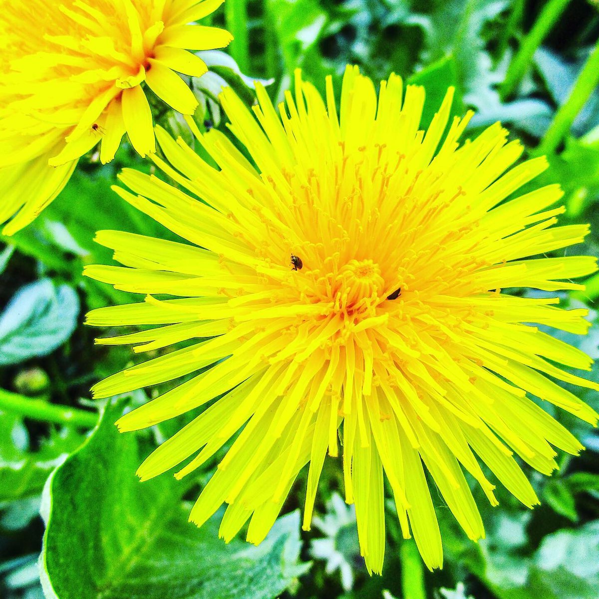 Stevo121979's tweet photo. Dandelion close ups #dandelions #closeup #closeupphotography #macrophotography #macro #nature #naturephotography #naturephotographer #flowers #flowerphotography #yellowflowers #yellow #photosoftheday #canon #canonphotography #hdr #hdrfilter #hdrphotography https://t.co/7mfjYcs64n