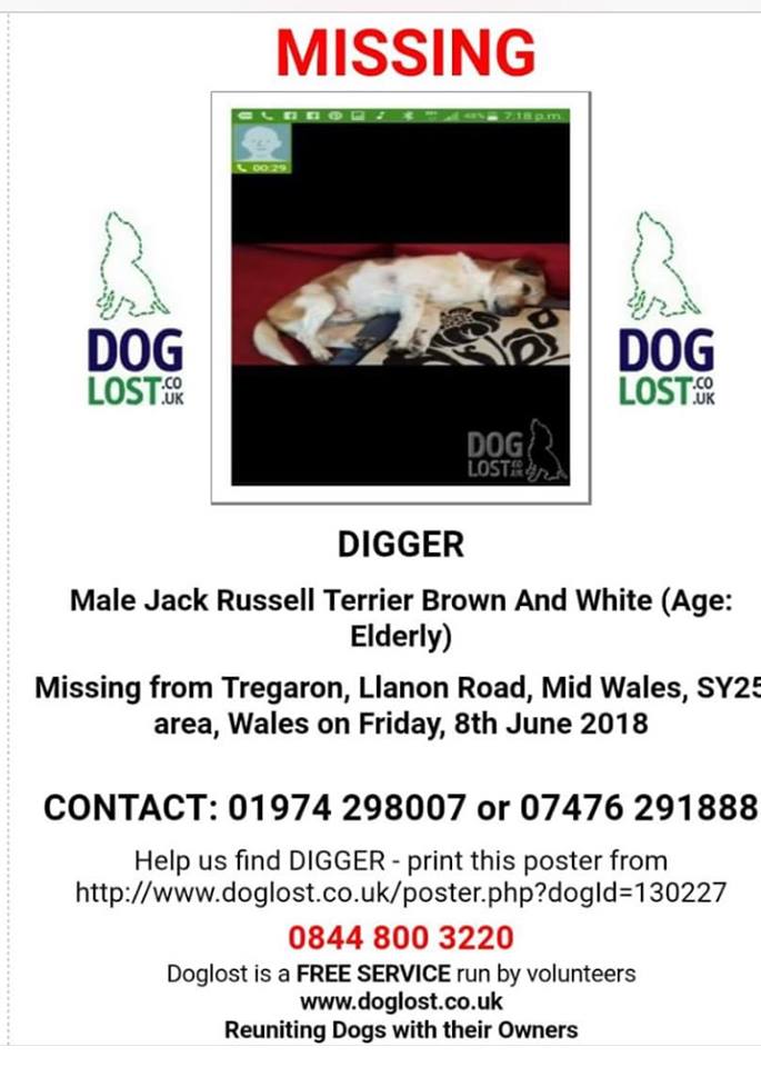 gelert01's tweet photo. #DIGGER Elderly JRT 16yrs old  #StillMissing #Tregaron #Llanio #Road #Mid #Wales

Do you know what happened to #DIGGER? Time to confess.  #ScanthatChip #petthefawareness #IamStillMissing 

#SilenceIsNotGolden its #Deafening 

@MissingPetsGB @rosiedoc666 @veryluckypugs @bs2510 https://t.co/iZ9eJhEEvY