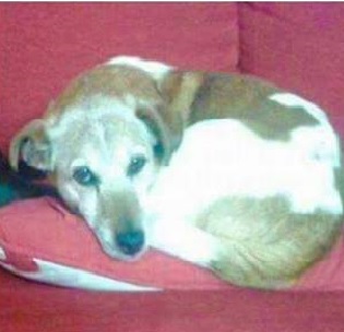 gelert01's tweet photo. #DIGGER Elderly JRT 16yrs old  #StillMissing #Tregaron #Llanio #Road #Mid #Wales

Do you know what happened to #DIGGER? Time to confess.  #ScanthatChip #petthefawareness #IamStillMissing 

#SilenceIsNotGolden its #Deafening 

@MissingPetsGB @rosiedoc666 @veryluckypugs @bs2510 https://t.co/iZ9eJhEEvY