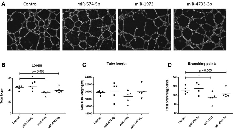 Early-onset preeclampsia, plasma microRNAs, and endothelial cell function - ow.ly/CH4q50zC0Aa