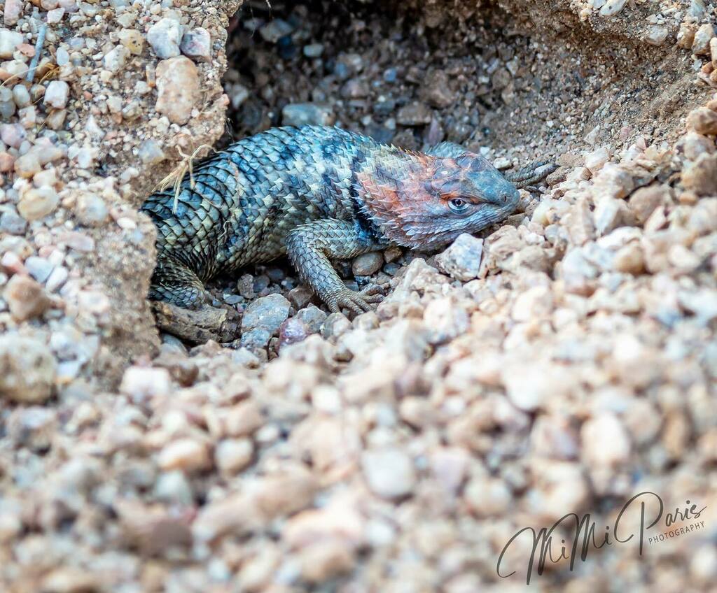 MiMiParis's tweet photo. Spiny lizard stopping to pose for its portrait this morning....
.
.
.
#spinylizard #lizard #lizardsofinstagram #nature #naturephotography #wildlife #wildlifephotography #reptilesofinstagram #reptiles #arizona #arizonawildlife #photography #mimiparisphoto… https://t.co/5fCOABP86T https://t.co/y5ZGtJDjp1