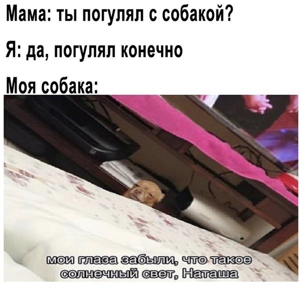 Солнечный свет