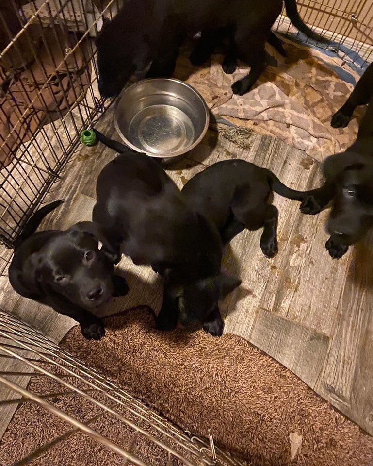 JohnjayVanEs's tweet photo. The #LovePup #Labrottie litter will be available soon for adoption!! If interested, stay tuned and send us an email at LovePupFoundation@gmail.com while you wait. Also, how adorable are their names!? We have: Geronimo, Thai, Thor, Sparkle & Sir Greybeard. #AdoptDontShop https://t.co/GG4wSbqXLt