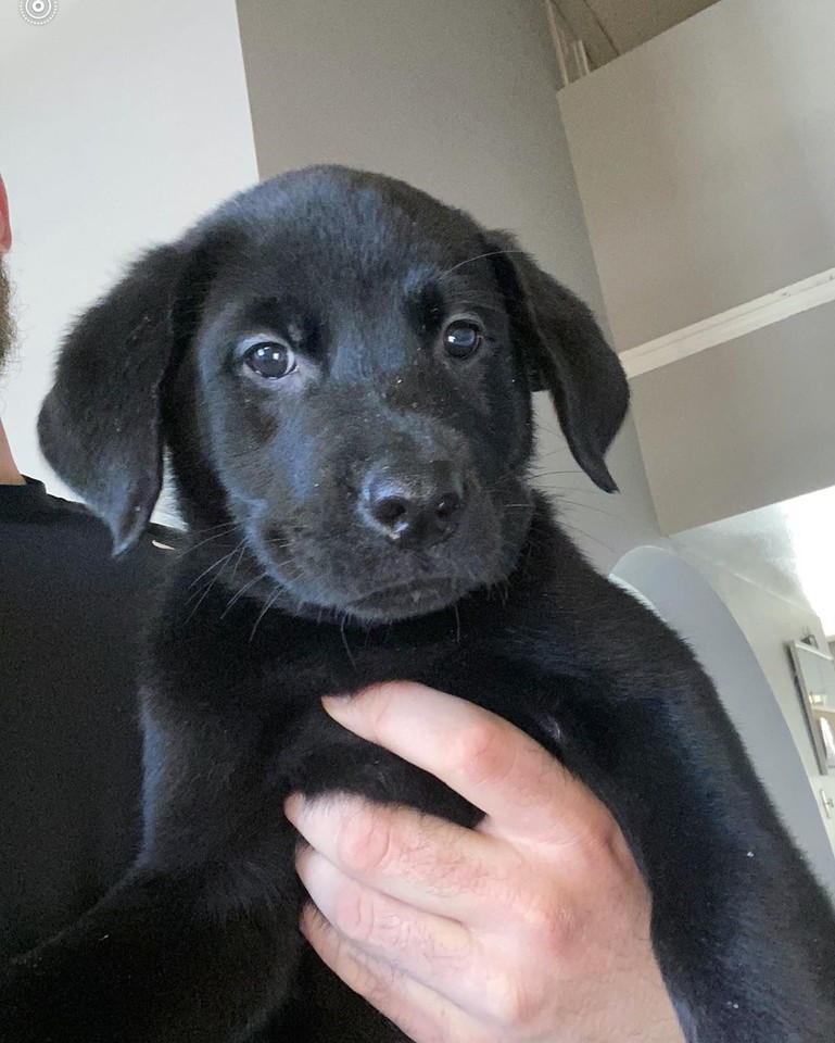 JohnjayVanEs's tweet photo. The #LovePup #Labrottie litter will be available soon for adoption!! If interested, stay tuned and send us an email at LovePupFoundation@gmail.com while you wait. Also, how adorable are their names!? We have: Geronimo, Thai, Thor, Sparkle & Sir Greybeard. #AdoptDontShop https://t.co/GG4wSbqXLt