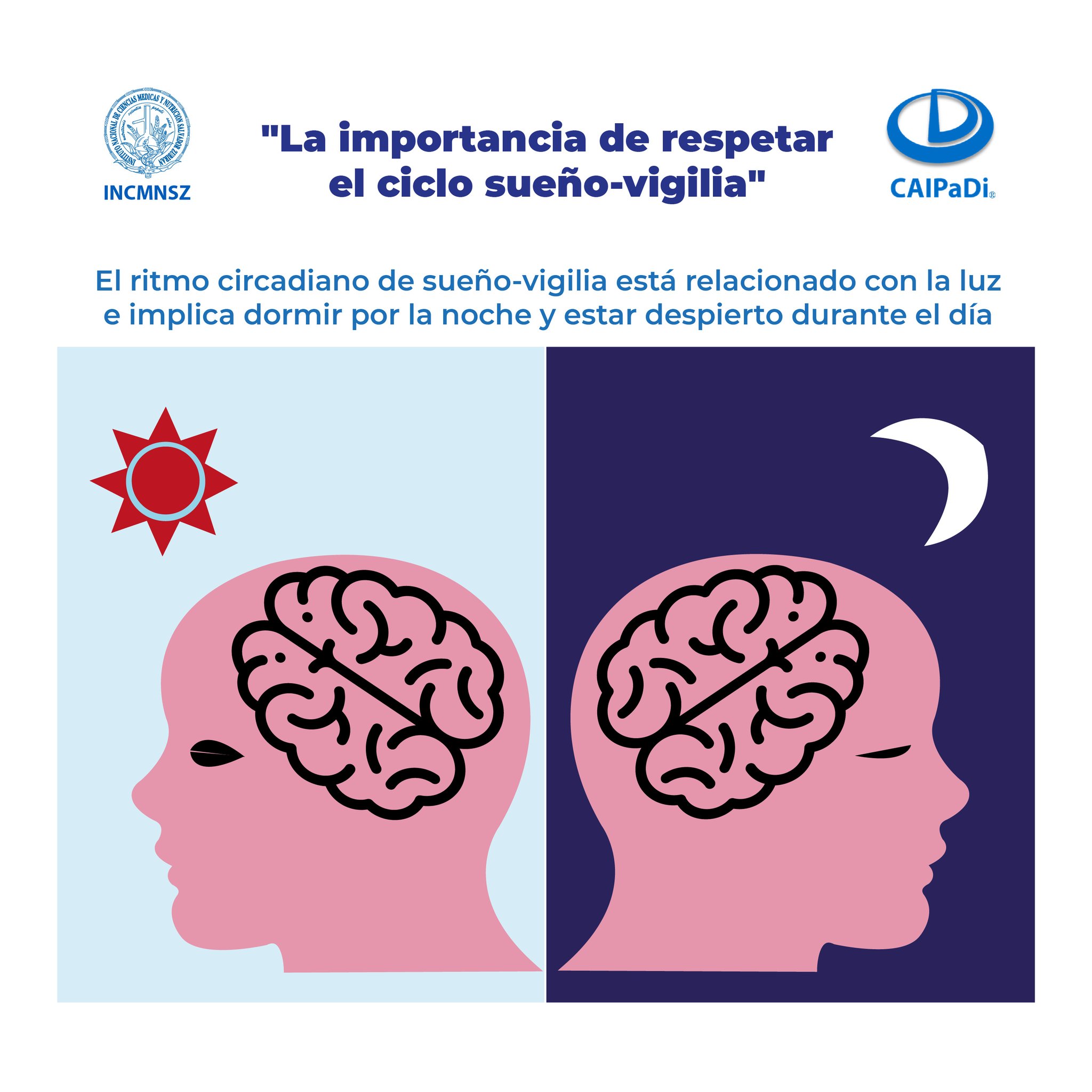 Que es el ciclo circadiano del sueño new arrivals