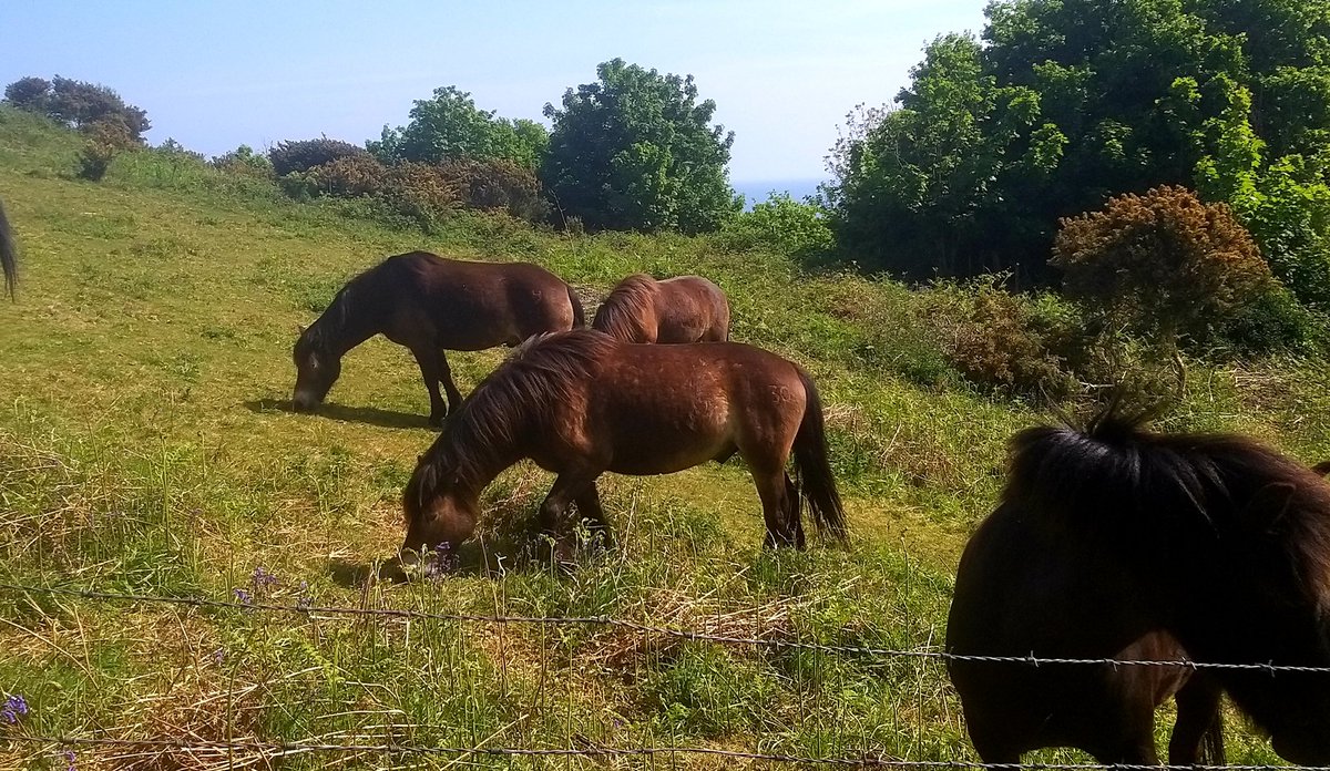 Today's statsBreakfast: Two Wheat Biscuits (not Morrison's)Steps: 8991Books Sold: 34. Nealry all of them were ace. Horses bought: I'm eyeing up one of these. Did I speak to my Mum : Yes. We had words. I worry about her.Extra info: sorry for lack of stats recently.