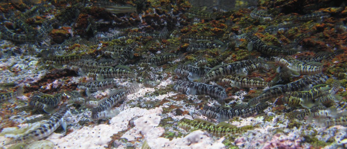 AnchietaNunes's tweet photo. Many people wanna stay like these fish, Entomacrodus. Be calm, soon we will be physically together. #amazingfish #reeffish https://t.co/GmP1KDTz3S