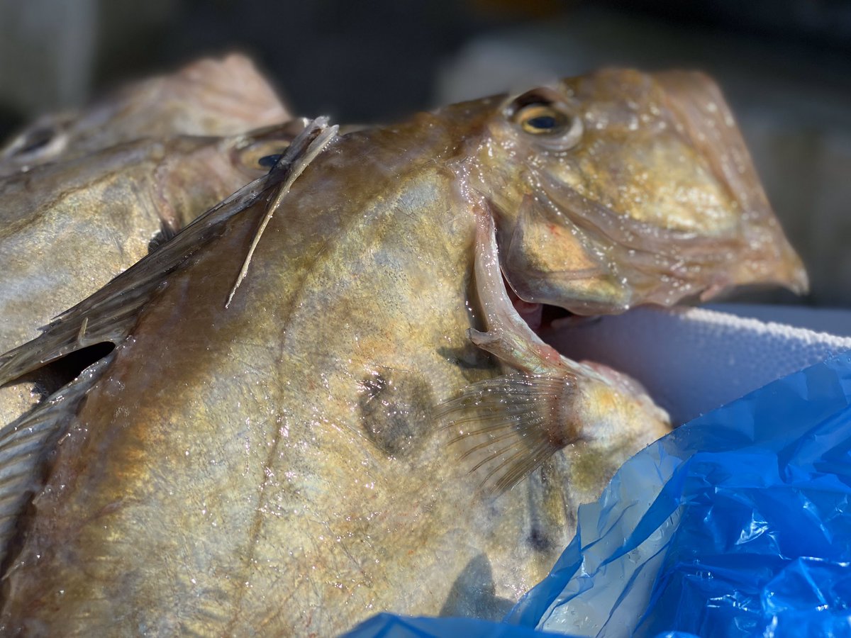 PassionSeafood's tweet photo. We’re delivering #Shore2Shop across a range of seasonal British fish and shellfish. Supporting our fishermen, supporting our fishmongers, adding value and telling a captivating story for our consumers.... 😎🐟🦀🦞 #apassionforseafood https://t.co/TvAnovrtoR