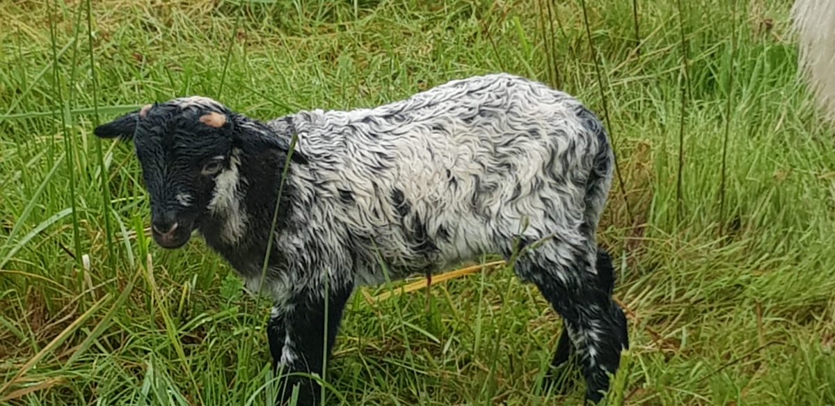 Nouvelle naissance d'un agneau de race landaise sur le campus de Bordeaux Sciences Agro ! 🐑🤗
Il vient se rajouter au petit troupeau de brebis landaises qui pâture sur le campus.
#moutonlandais #conservation #écopastoralisme #BordeauxSciencesAgro #campus #CRA #diversité