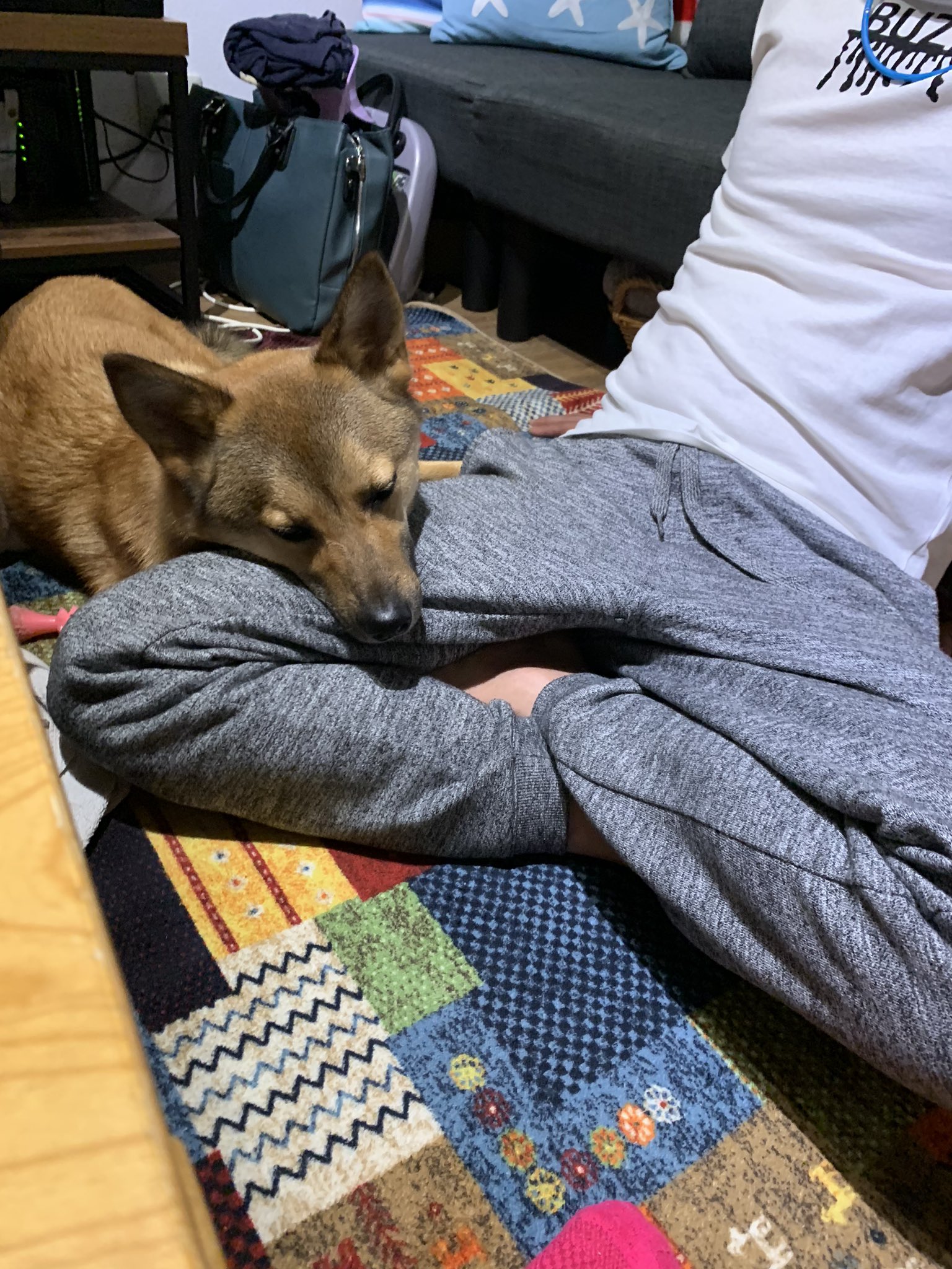レモン お父さんのお膝に顎を置いてるレモン 可愛すぎるよ 犬好きさんと繋がりたい 犬がいるくらし 雑種犬 T Co Dzfgeopeey Twitter
