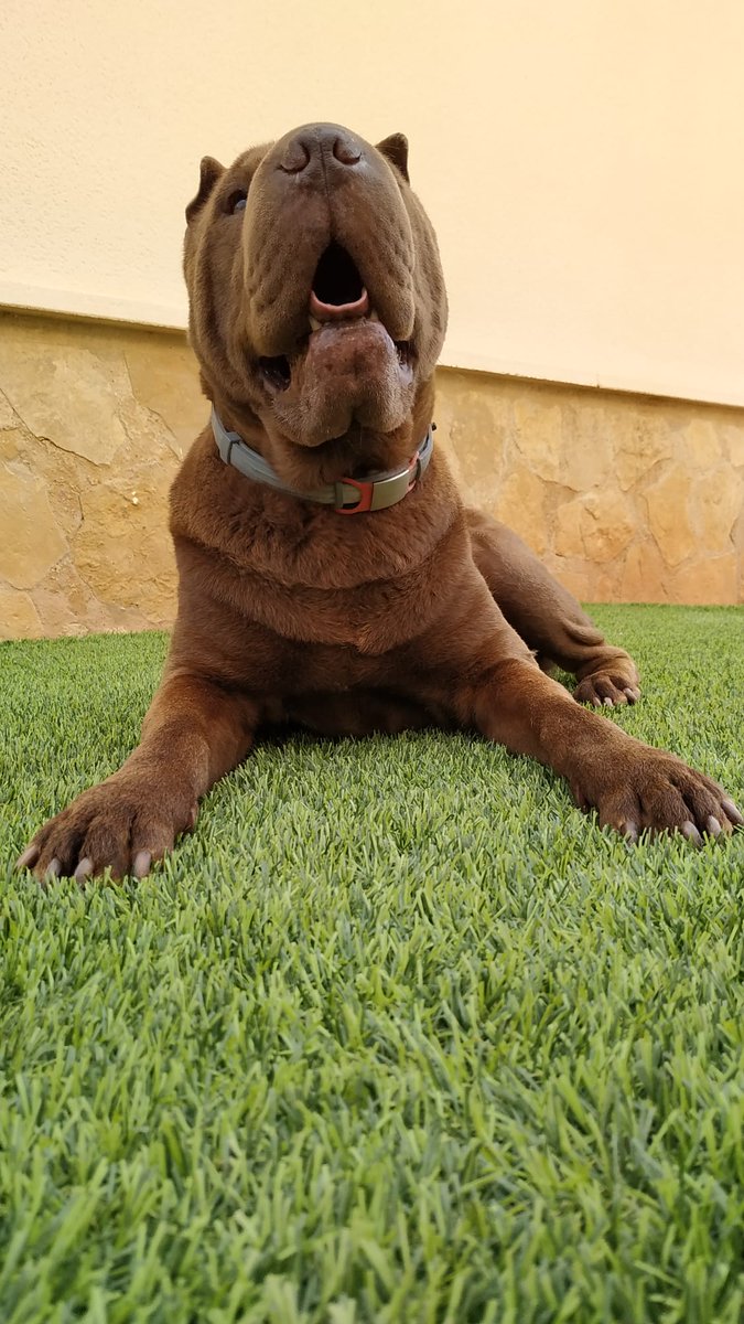 TuSharPei's tweet photo. #TuSharPei #SharPei #perro #perros #dog #dogs #amigo #friend #MiMejorAmigo #MyBestFriend https://t.co/oPFpzS07Mk