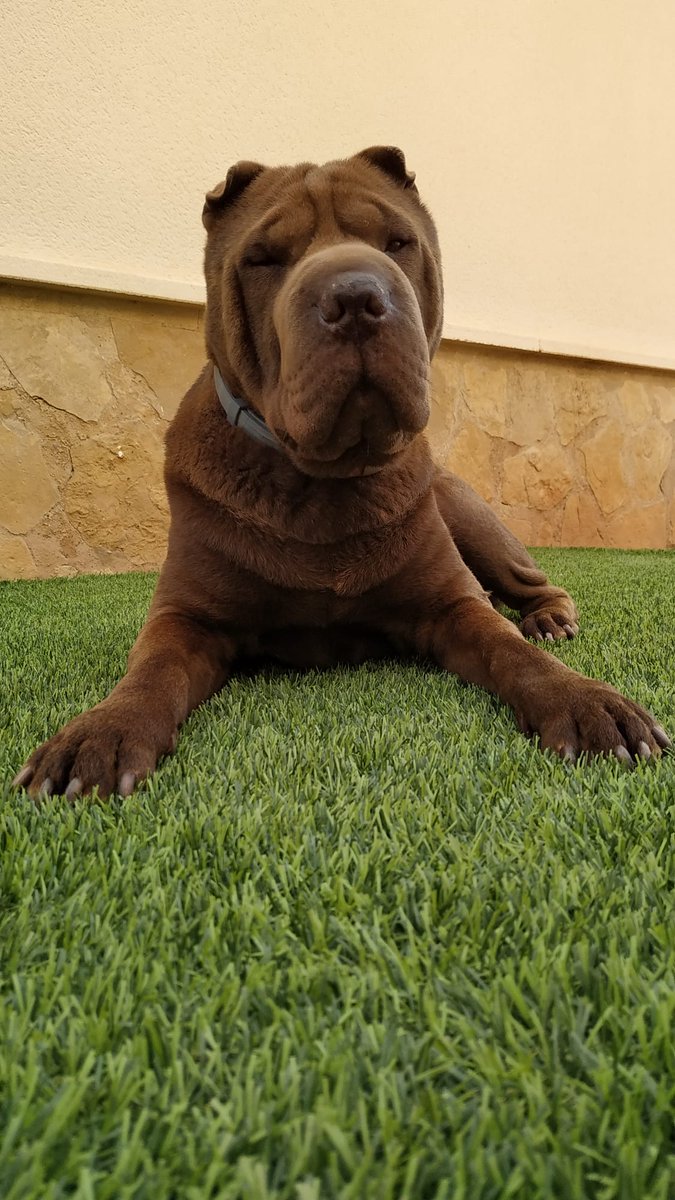 TuSharPei's tweet photo. #TuSharPei #SharPei #perro #perros #dog #dogs #amigo #friend #MiMejorAmigo #MyBestFriend https://t.co/5SKQTNLfU7