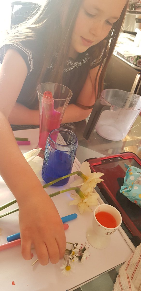 Eloises Dyed Flower Investigation <a href="/springwoodyear3/">Year 3</a>