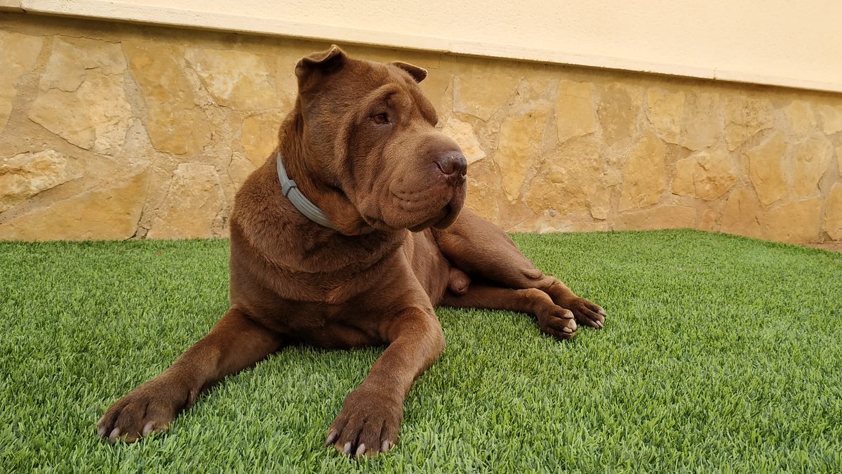 TuSharPei's tweet photo. #TuSharPei #SharPei #perro #perros #dog #dogs #amigo #friend #MiMejorAmigo #MyBestFriend https://t.co/teIo5zelpw