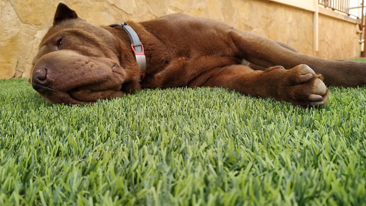 TuSharPei's tweet photo. #TuSharPei #SharPei #perro #perros #dog #dogs #amigo #friend #MiMejorAmigo #MyBestFriend https://t.co/yUfu62bvGe