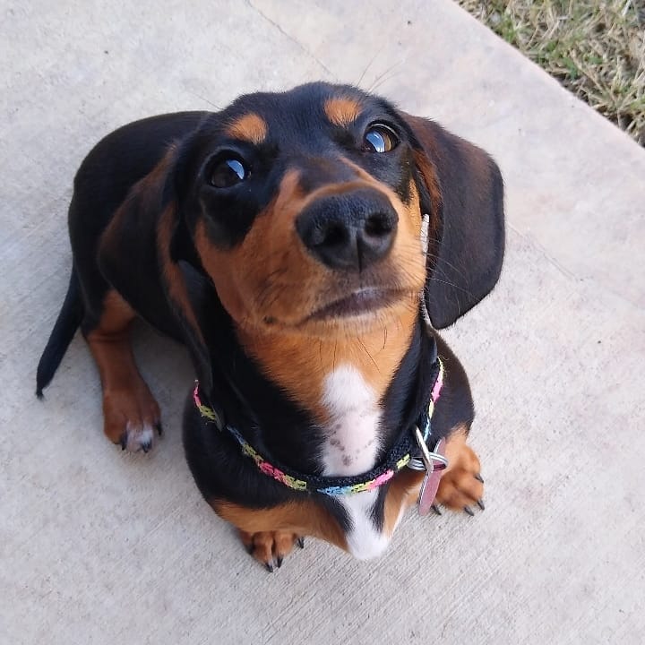 VHR29618053's tweet photo. \nLife would be ruff without you... 🐶❤️🥺
-
-
-
#puppylove #doxie #sausagedog #weinerdog #weinerdogsofinstagram #puppies https://t.co/bp2h7vH1Vw