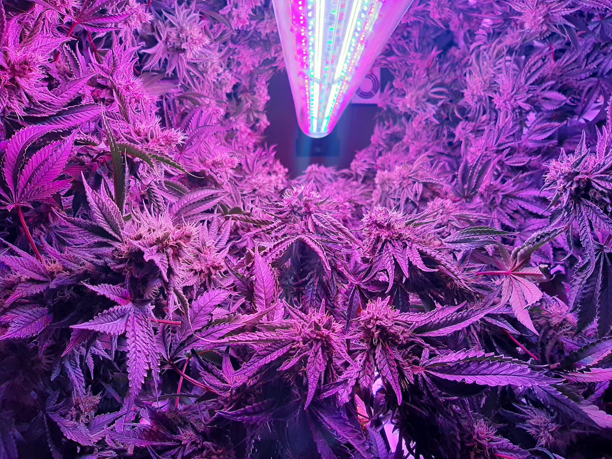 rotogro's tweet photo. Testing our new custom designed LED lights at our facility. These lights are completely programmable for light spectrum and intensity. Results have been very positive as we progress. #Rotogro #Rotogro420  #RotatingGarden #Hydroponics #HydroponicGarden #verticalfarming #LED https://t.co/uhZNNPBVKs